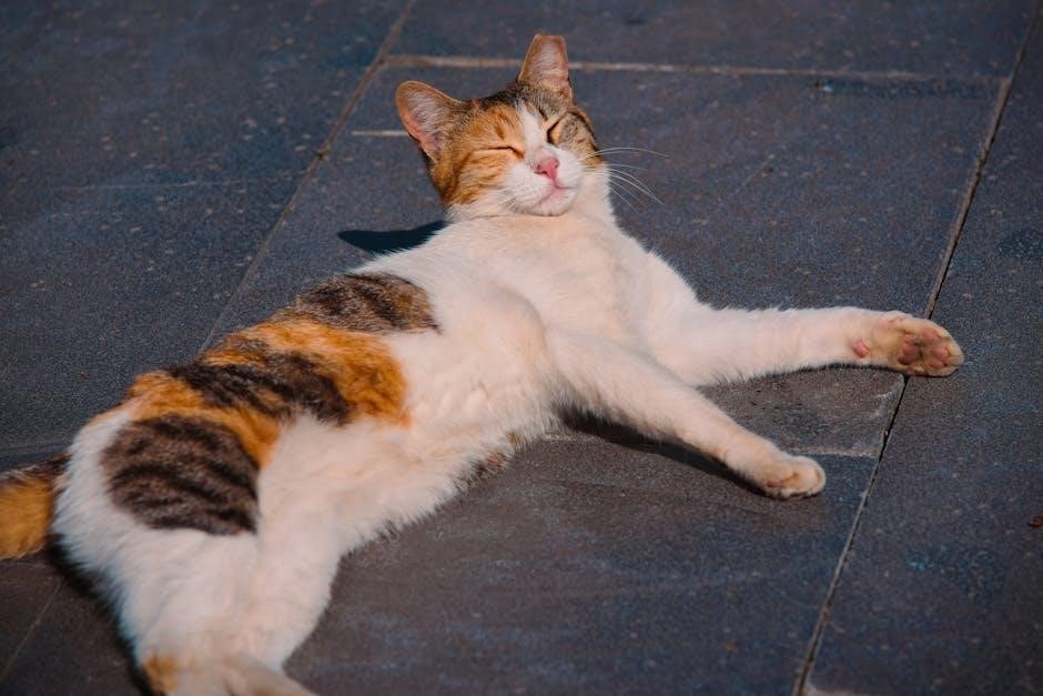 stretching ears guide